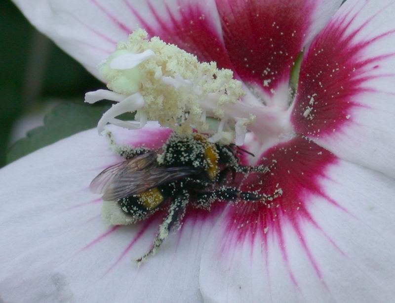 Golosit ....Bombus terrestris